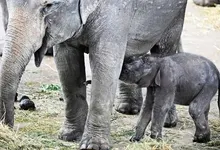 baby animals elephants 1500x988 wallpaper Art HD Wallpaper